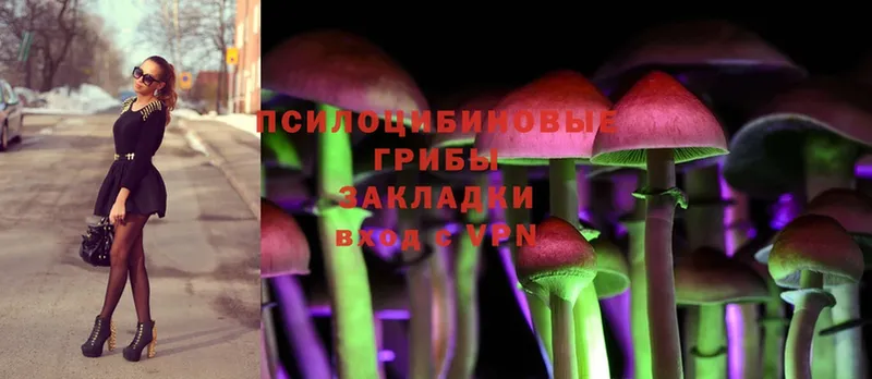 что такое   Порхов  Галлюциногенные грибы MAGIC MUSHROOMS 